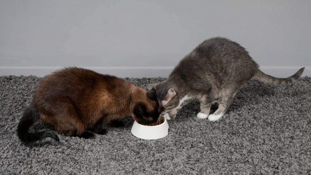 Dicas para fazer dois gatos se darem bem depois de adultos