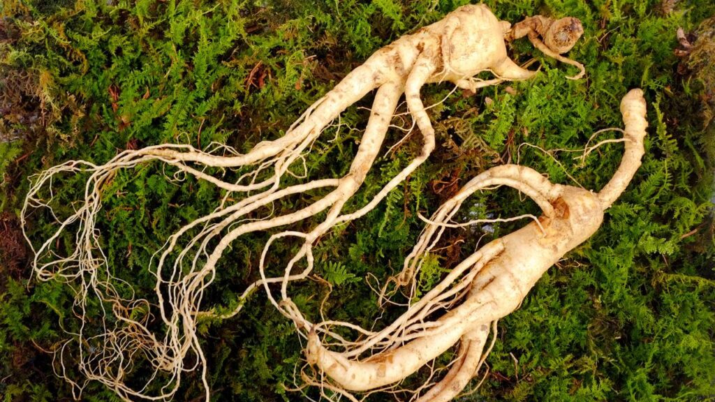 Plantas que combatem o cansaço do dia a dia e renovam sua energia