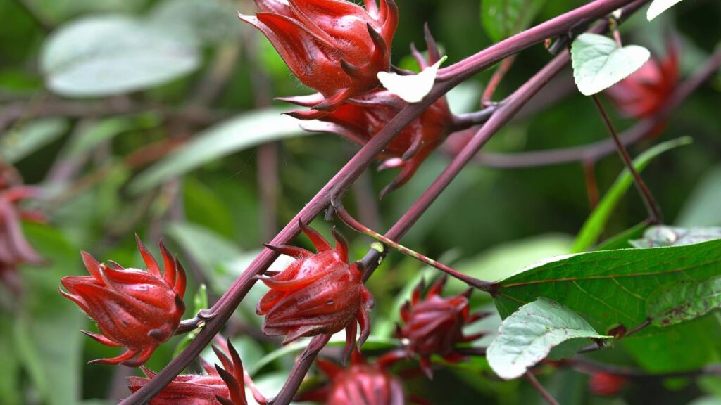 Esta planta pode eliminar toxinas do corpo graças à sua ação diurética