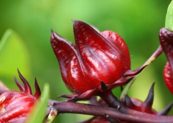 Esta planta pode eliminar toxinas do corpo graças à sua ação diurética