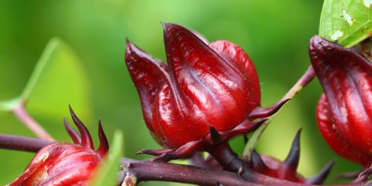 Esta planta pode eliminar toxinas do corpo graças à sua ação diurética