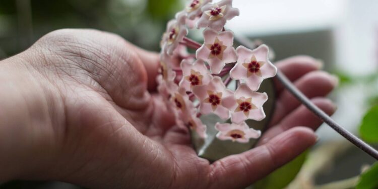 Parece artificial, mas é uma flor natural e fácil de cultivar em casa
