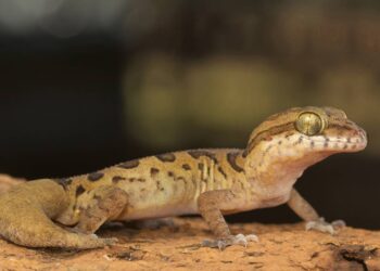 Lagartixas entrando pela fresta da porta? Dica infalível (e sem matar) para elas nunca mais voltarem