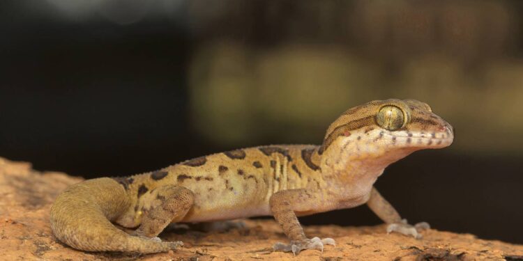 Lagartixas entrando pela fresta da porta? Dica infalível (e sem matar) para elas nunca mais voltarem