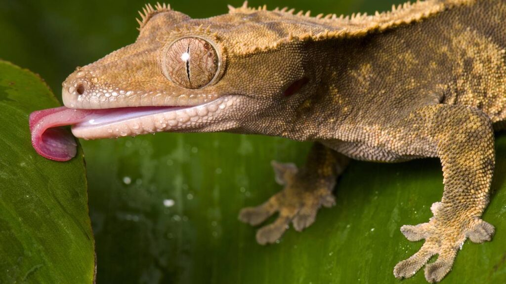 Lagartixas entrando pela fresta da porta? Dica infalível (e sem matar) para elas nunca mais voltarem