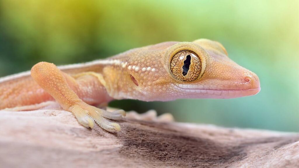 Lagartixas entrando pela fresta da porta? Dica infalível (e sem matar) para elas nunca mais voltarem