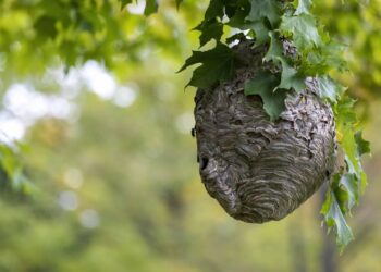 Marimbondos fazendo ninho sem parar? Técnica segura para derrubar o ninho sem levar ferroada