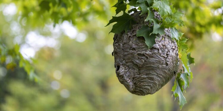 Marimbondos fazendo ninho sem parar? Técnica segura para derrubar o ninho sem levar ferroada