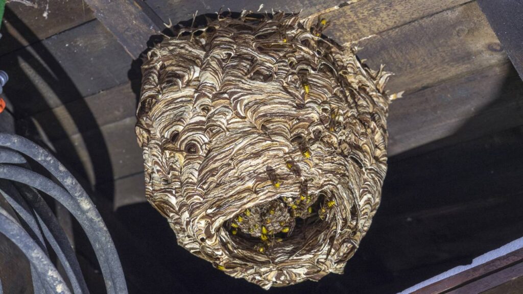 Marimbondos fazendo ninho sem parar? Técnica segura para derrubar o ninho sem levar ferroada