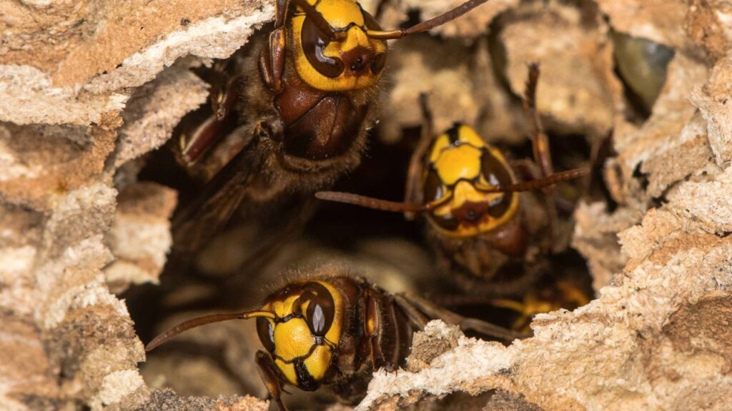 Marimbondos fazendo ninho sem parar? Técnica segura para derrubar o ninho sem levar ferroada