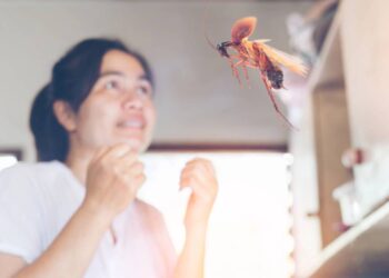 No calor do verão, esta praga se plorifera e aparecem mais “voadoras”; saiba como se livrar de baratas