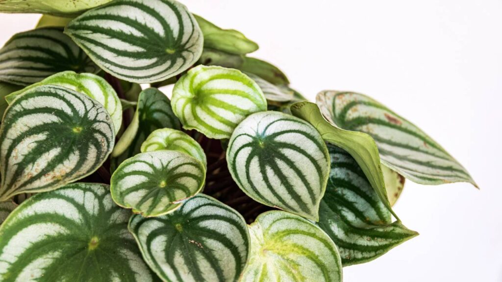 As plantas que deixam qualquer sala mais elegante e fácil de cuidar
