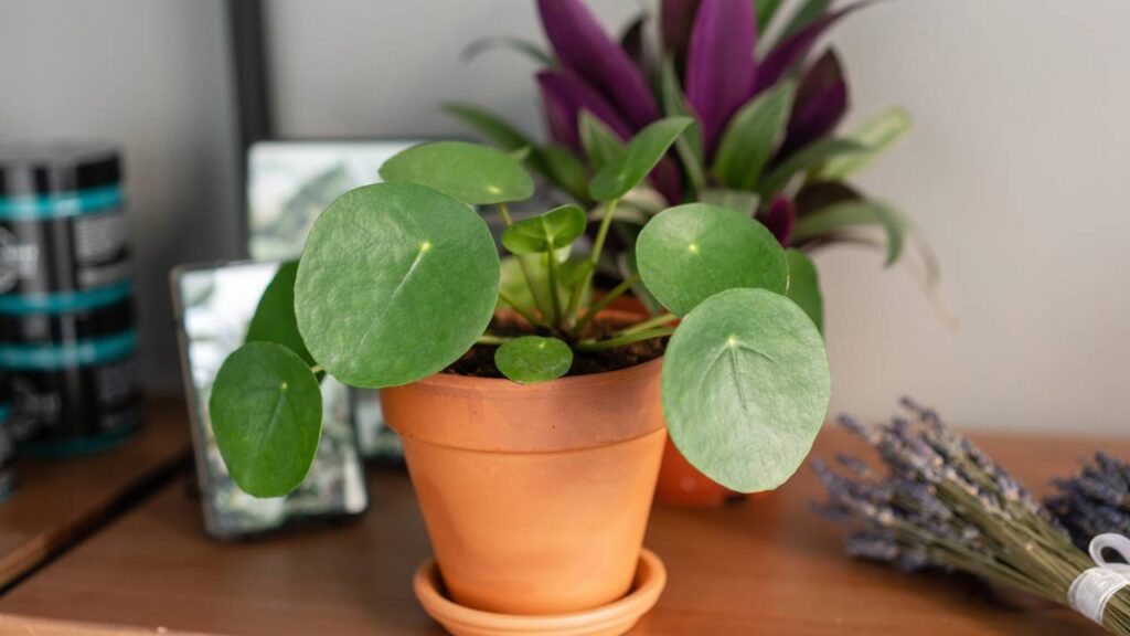 5 Plantas essenciais na decoração minimalista (simples e lindas)