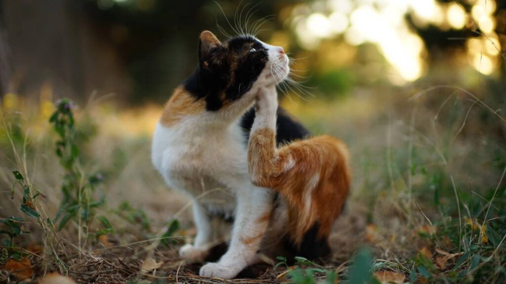 Pulgas atacando o pet no calor? Receita caseira que acaba com elas em 48h