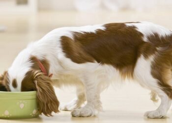 Aprenda a como cuidar corretamente e sem dificuldade de um cachorro filhote