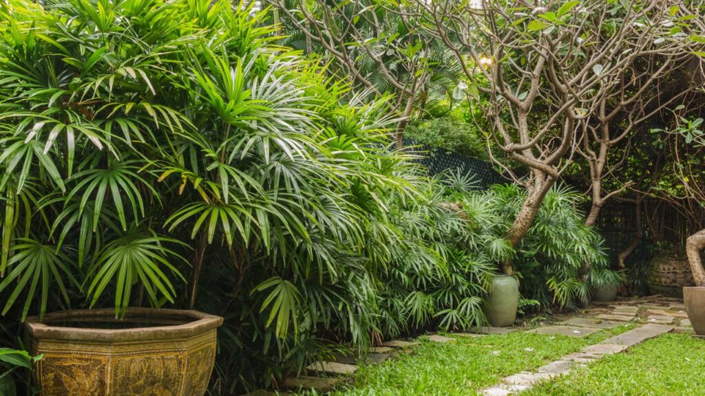 Reduza naturalmente a umidade e o mofo em casa com estas 3 plantas