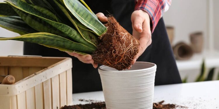 Planta mais antiga contra a inveja e mau-olhado não pode faltar na porta da sua casa