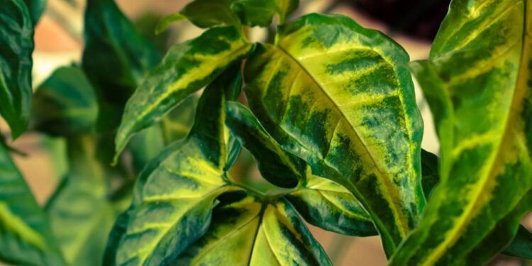 Estas 2 plantas transmitem estilo e elevam o nível da decoração de qualquer casa