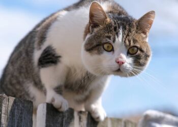 4 nomes criativos para gatos que não param dentro de casa