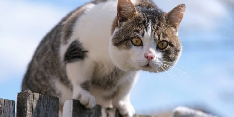 4 nomes criativos para gatos que não param dentro de casa