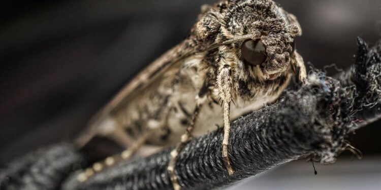 Evite traças nos guarda-roupas na primavera: métodos que protegem tecidos o ano todo