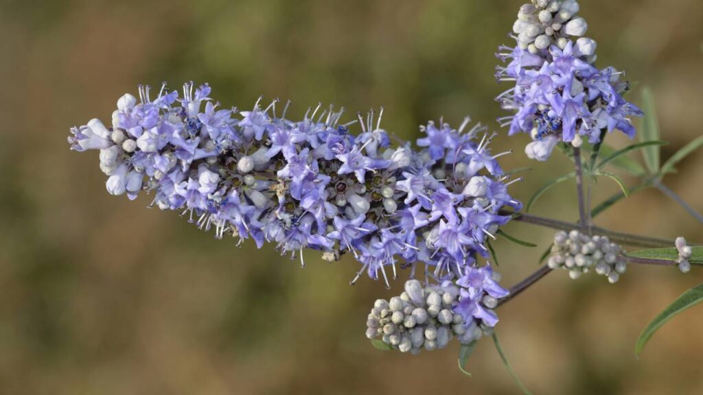 Plantas para equilibrar os hormônios e aliviar os sintomas da TPM