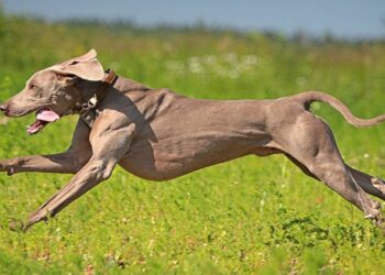 Cachorros alemães e seus nomes que impõem respeito até para os donos