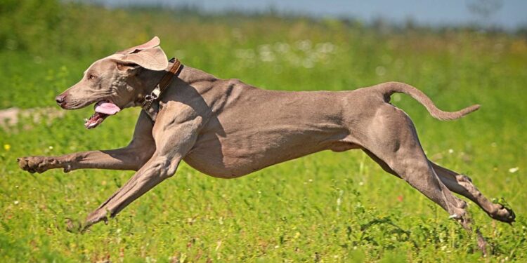 Cachorros alemães e seus nomes que impõem respeito até para os donos