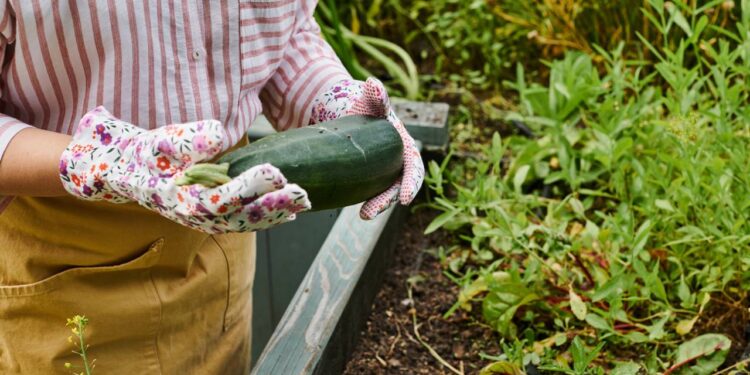 Esta é a forma correta de cultivar abobrinhas no quintal sem dificuldade