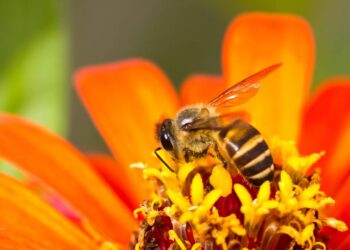 6 Plantas que espantam abelhas e vespas sem precisar de produtos químicos