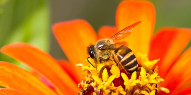 6 Plantas que espantam abelhas e vespas sem precisar de produtos químicos