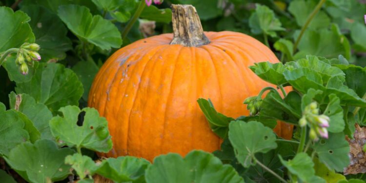 Aprenda a plantar abóboras em casa de forma eficiente e econômica
