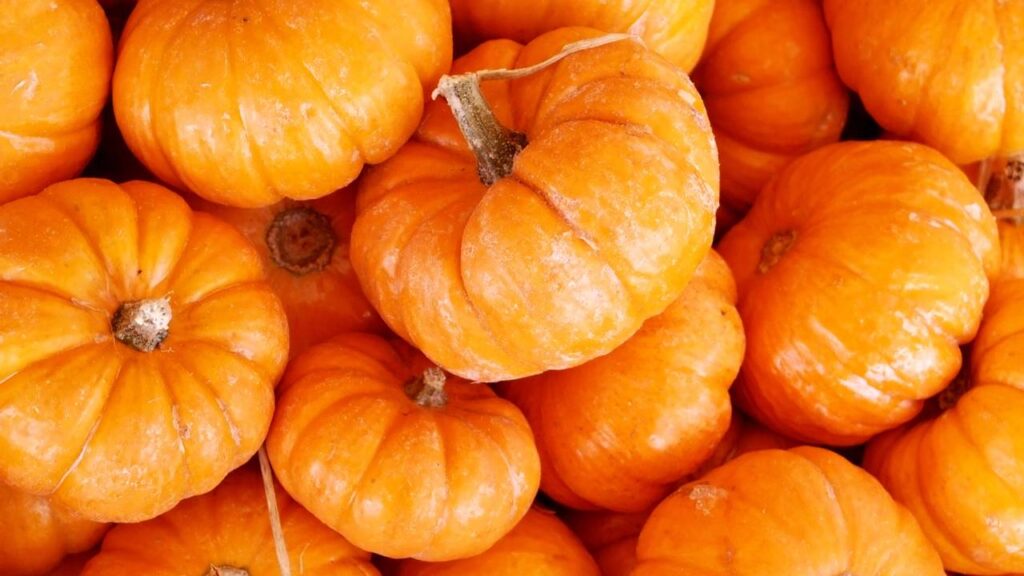 Aprenda a plantar abóboras em casa de forma eficiente e econômica