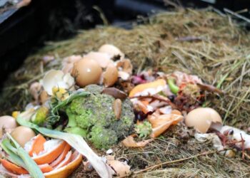 Nem desperdício, nem químico em excesso: o poder do adubo natural na saúde do solo