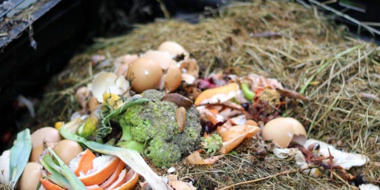 Nem desperdício, nem químico em excesso: o poder do adubo natural na saúde do solo