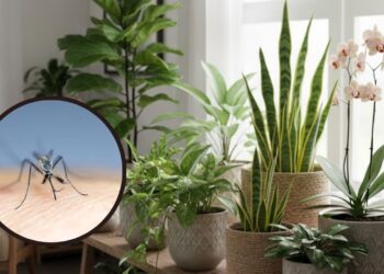 Afaste pernilongos com estas plantas em vaso fáceis de cuidar