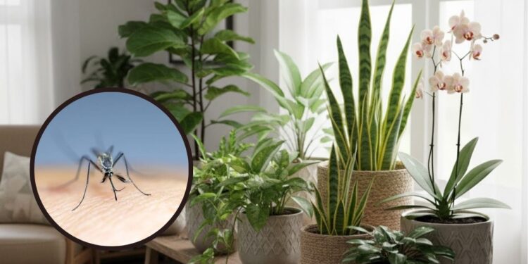 Afaste pernilongos com estas plantas em vaso fáceis de cuidar