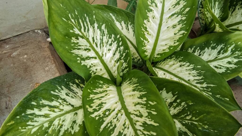 Melhores plantas para ajudar no foco e na concentração durante o trabalho