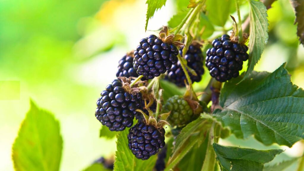 5 frutas que crescem rápido em vasos e dão colheita o ano todo