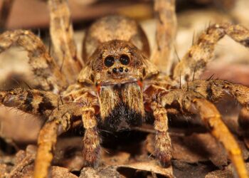 Truques para manter aranhas longe de casa antes que o calor as atraia mais