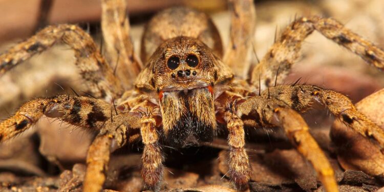Truques para manter aranhas longe de casa antes que o calor as atraia mais