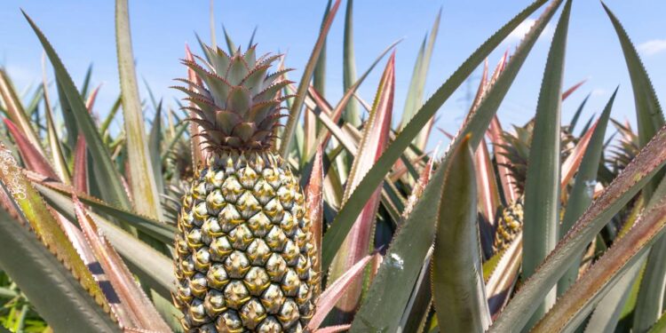 Como plantar abacaxi em casa e ver o broto surgindo rápido