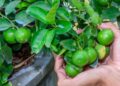 8 árvores frutíferas fáceis de cultivar no quintal e que produzem muito