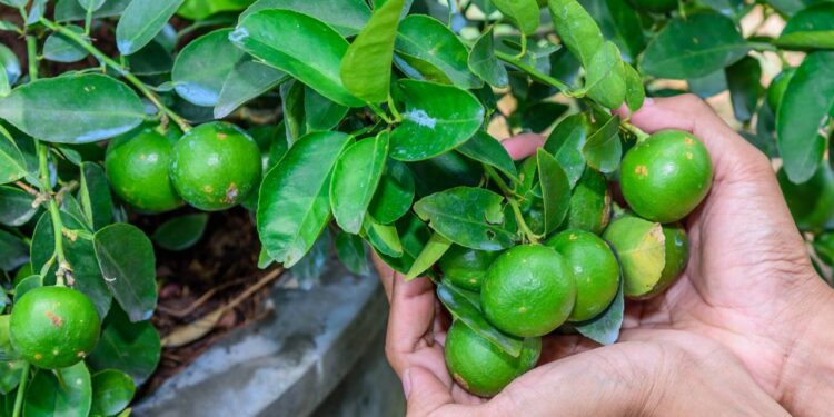 8 árvores frutíferas fáceis de cultivar no quintal e que produzem muito