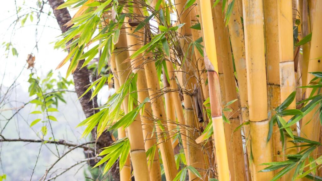 Plantas que transformam a varanda em um refúgio verde e convidativo