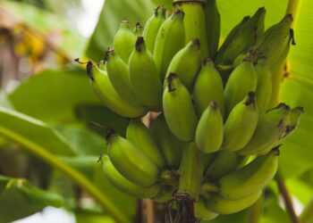 Tenha um cultivo abundante de banana com dicas de jardinagem que funcionam