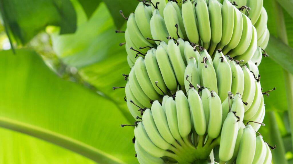 Tenha um cultivo abundante de banana com dicas de jardinagem que funcionam
