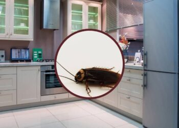 Faça estas mudanças no micro-ondas e na geladeira e deixe de atrair baratas