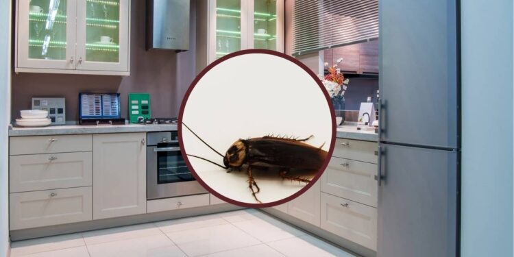 Faça estas mudanças no micro-ondas e na geladeira e deixe de atrair baratas