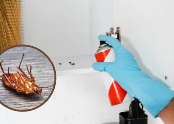 Lugares da casa onde baratas gostam de se esconder